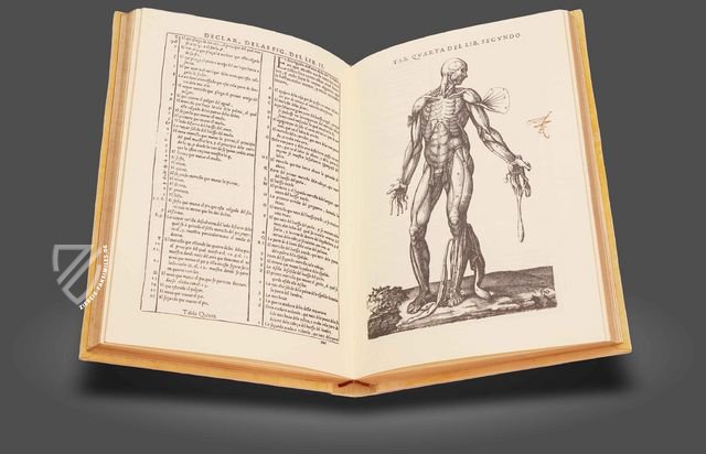 Geschichte über die menschliche Körperzusammensetzung – Vicent Garcia Editores – D-44bis – Biblioteca Histórico Médica de la Universidad de València (Valencia, Spanien)