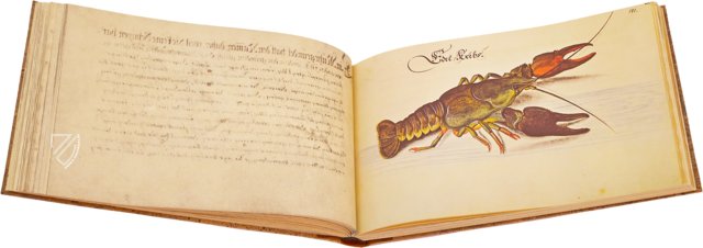 Leonhard Baldner: Buch der Fische, Vögel und Säugetiere – Müller & Schindler – 2° Ms. phys. et hist. nat. – Universitätsbibliothek (Kassel, Deutschland)