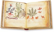 Theriaka und Alexipharmaka von Nikandros â M. Moleiro Editor â SupplĂ©ment grec 247 â BibliothĂšque nationale de France (Paris, Frankreich) Theriaka und Alexipharmaka von Nikandros â M. Moleiro Editor â SupplĂ©ment grec 247 â BibliothĂšque nationale de France (Paris, Frankreich)