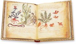 Theriaka und Alexipharmaka von Nikandros â M. Moleiro Editor â SupplĂ©ment grec 247 â BibliothĂšque nationale de France (Paris, Frankreich) Theriaka und Alexipharmaka von Nikandros â M. Moleiro Editor â SupplĂ©ment grec 247 â BibliothĂšque nationale de France (Paris, Frankreich)