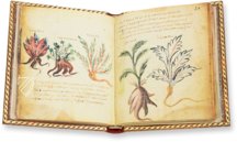 Theriaka und Alexipharmaka von Nikandros â M. Moleiro Editor â SupplĂ©ment grec 247 â BibliothĂšque nationale de France (Paris, Frankreich) Theriaka und Alexipharmaka von Nikandros â M. Moleiro Editor â SupplĂ©ment grec 247 â BibliothĂšque nationale de France (Paris, Frankreich)