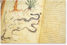 Theriaka und Alexipharmaka von Nikandros â M. Moleiro Editor â SupplĂ©ment grec 247 â BibliothĂšque nationale de France (Paris, Frankreich) Theriaka und Alexipharmaka von Nikandros â M. Moleiro Editor â SupplĂ©ment grec 247 â BibliothĂšque nationale de France (Paris, Frankreich)