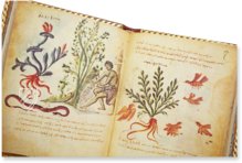 Theriaka und Alexipharmaka von Nikandros â M. Moleiro Editor â SupplĂ©ment grec 247 â BibliothĂšque nationale de France (Paris, Frankreich) Theriaka und Alexipharmaka von Nikandros â M. Moleiro Editor â SupplĂ©ment grec 247 â BibliothĂšque nationale de France (Paris, Frankreich)