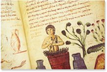 Theriaka und Alexipharmaka von Nikandros â M. Moleiro Editor â SupplĂ©ment grec 247 â BibliothĂšque nationale de France (Paris, Frankreich) Theriaka und Alexipharmaka von Nikandros â M. Moleiro Editor â SupplĂ©ment grec 247 â BibliothĂšque nationale de France (Paris, Frankreich)