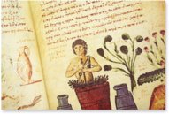Theriaka und Alexipharmaka von Nikandros â M. Moleiro Editor â SupplĂ©ment grec 247 â BibliothĂšque nationale de France (Paris, Frankreich) Theriaka und Alexipharmaka von Nikandros â M. Moleiro Editor â SupplĂ©ment grec 247 â BibliothĂšque nationale de France (Paris, Frankreich)